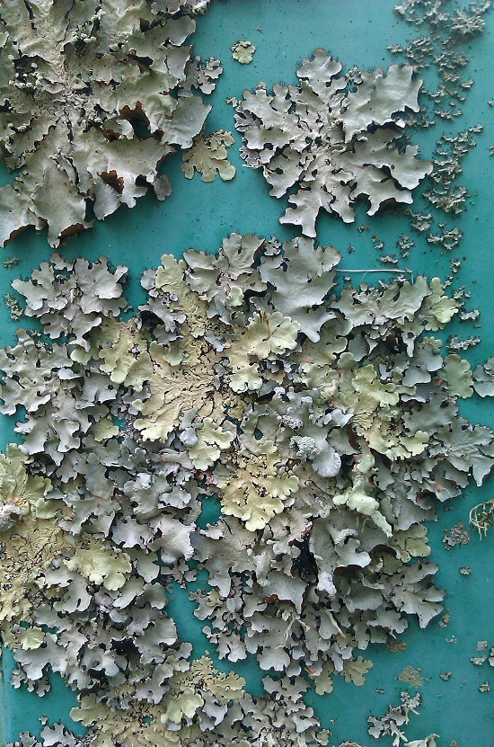 texture lichen