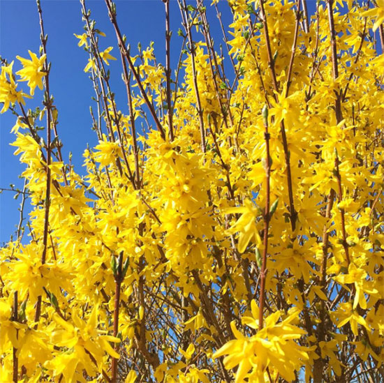 FORSYTHIA