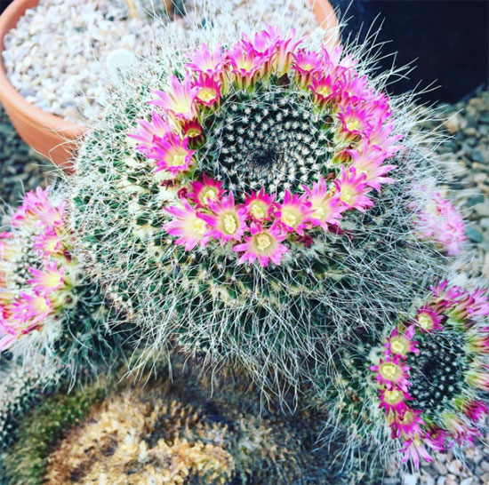 PINKCACTI