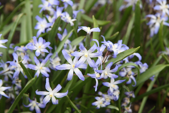 chionodoxa Dahlia Papers