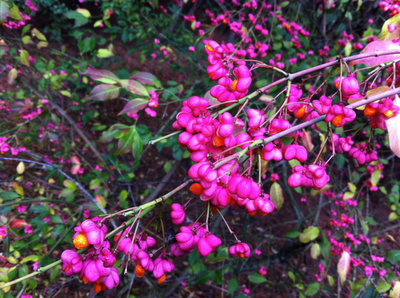 Vibrant Colour!