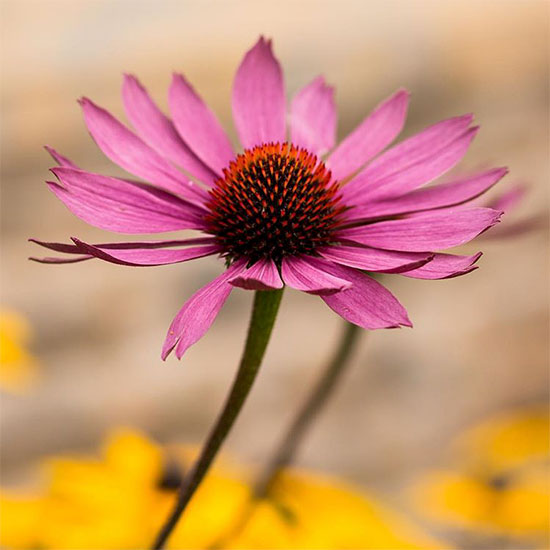 Seasonal Garden Inspiration