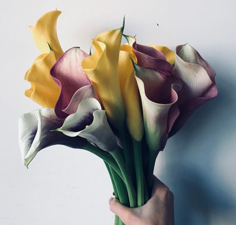 Thursday Inspo - Floral Photography!